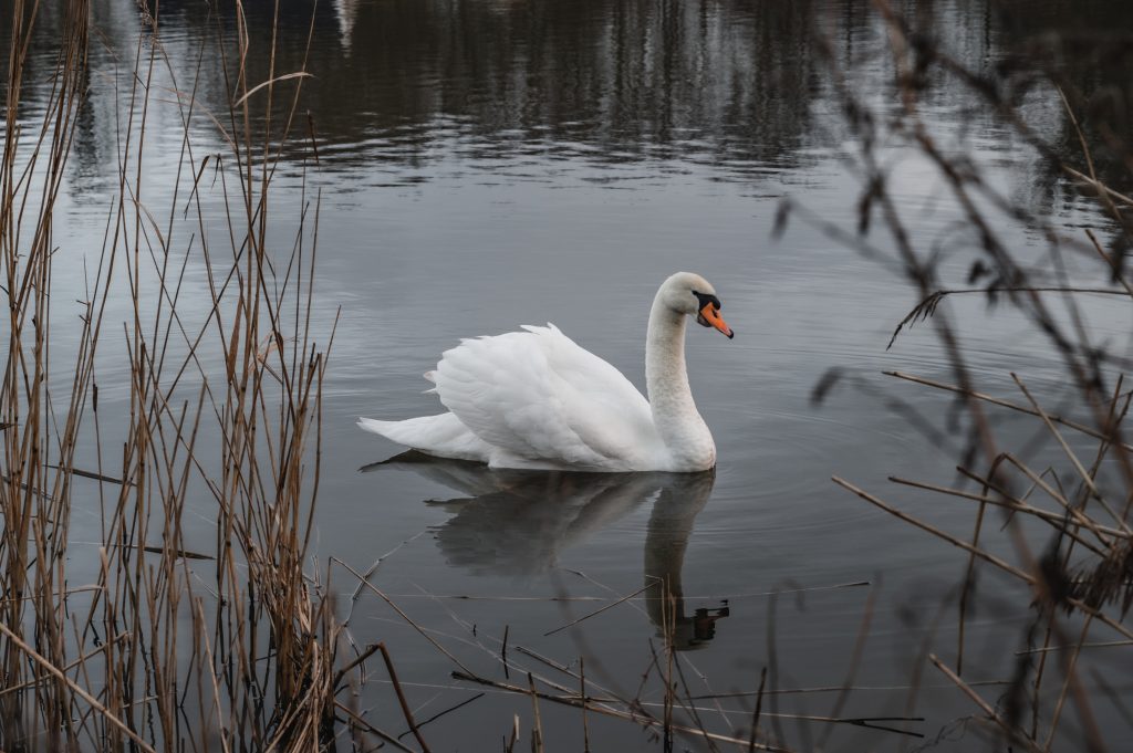 Witte zwaan tussen het riet