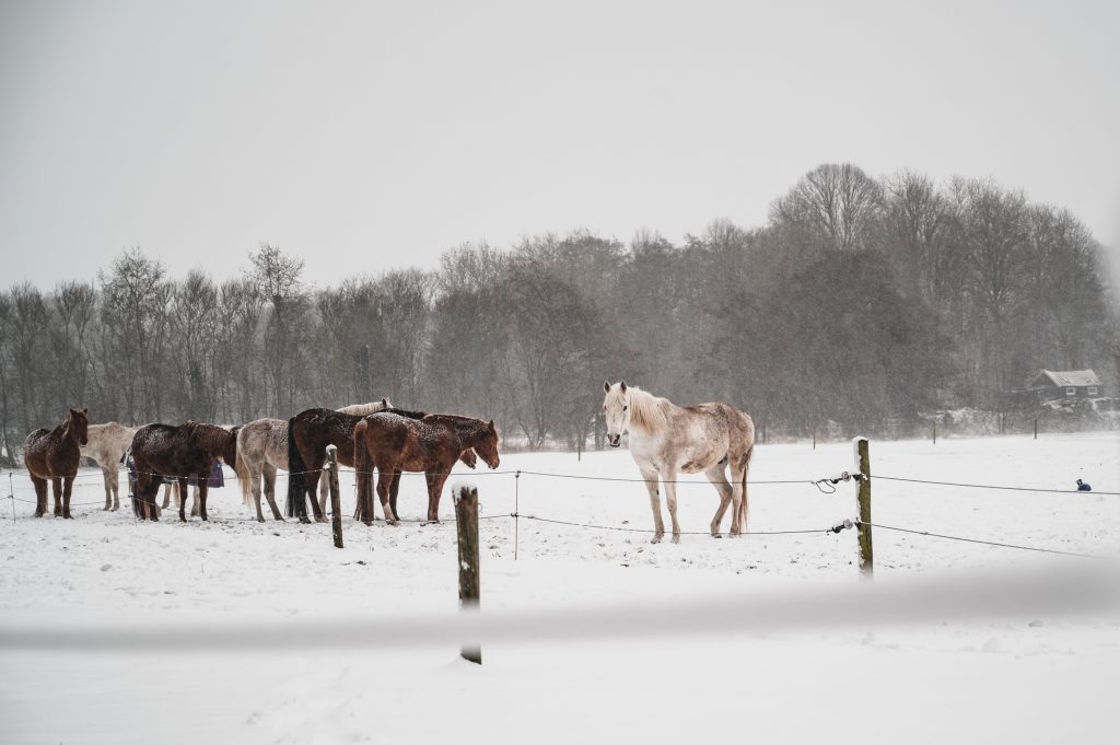 paarden in de sneeuw