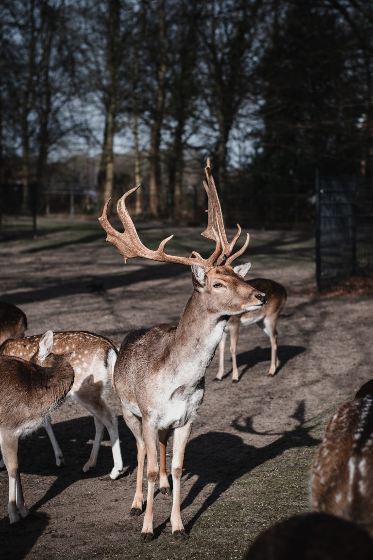 Deer with big antlers