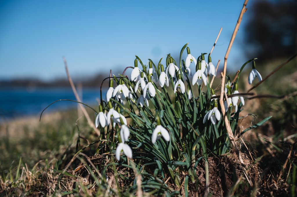 Sneeuwklokjes langs het water