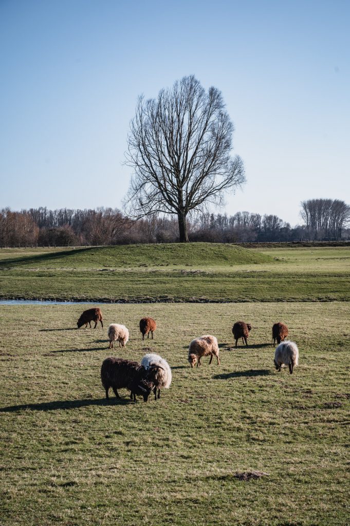 Schapen op een grasveld voor een boom