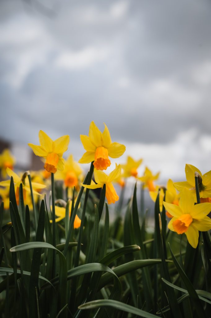 Narcissen met donkere lucht