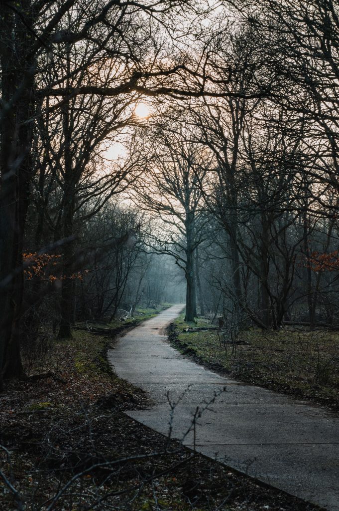 pad in het bos