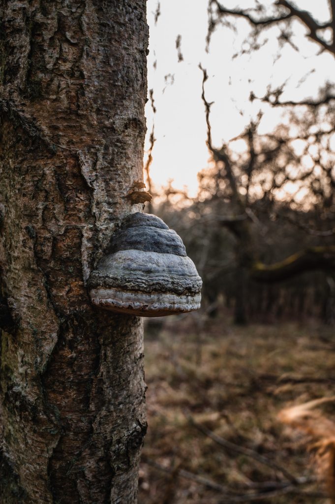 Paddestoel in de zon