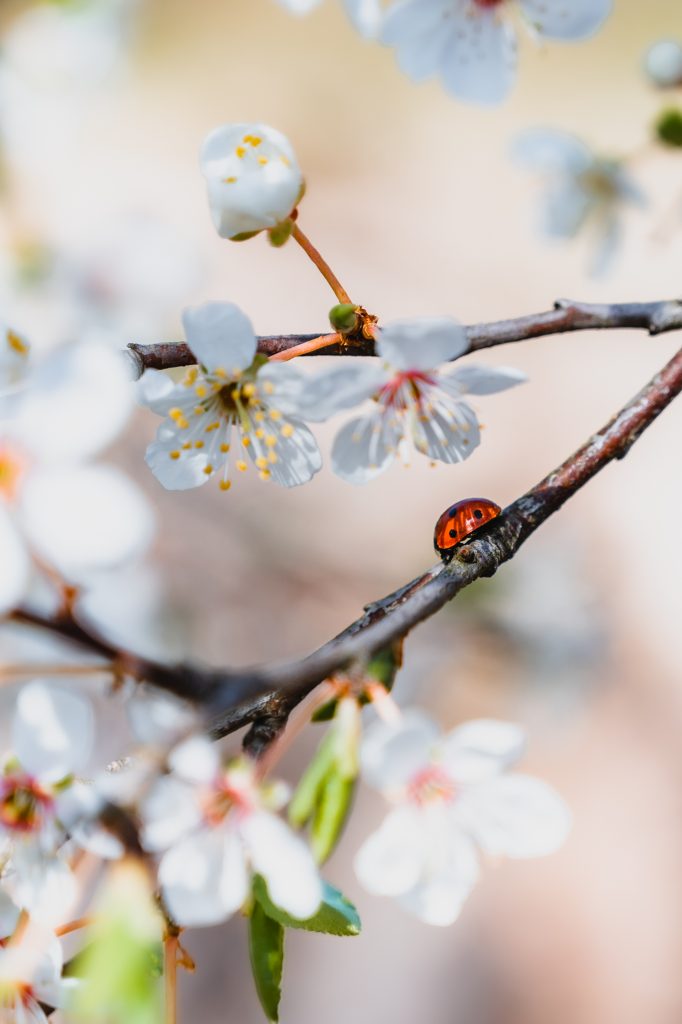 Bloesem met lieveheersbeestje