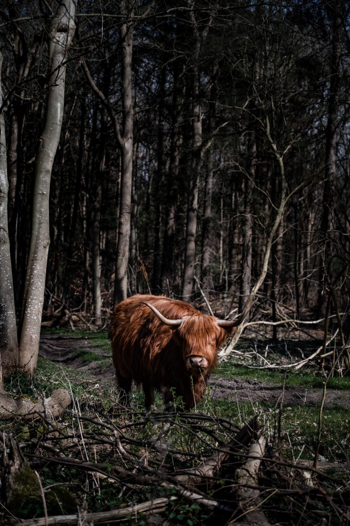 Schotse hooglander in het bos