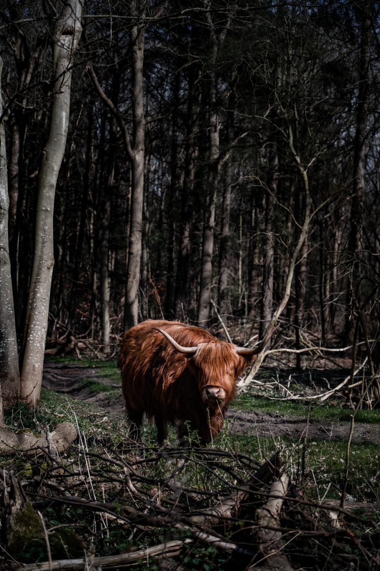 Schotse hooglander in het bos