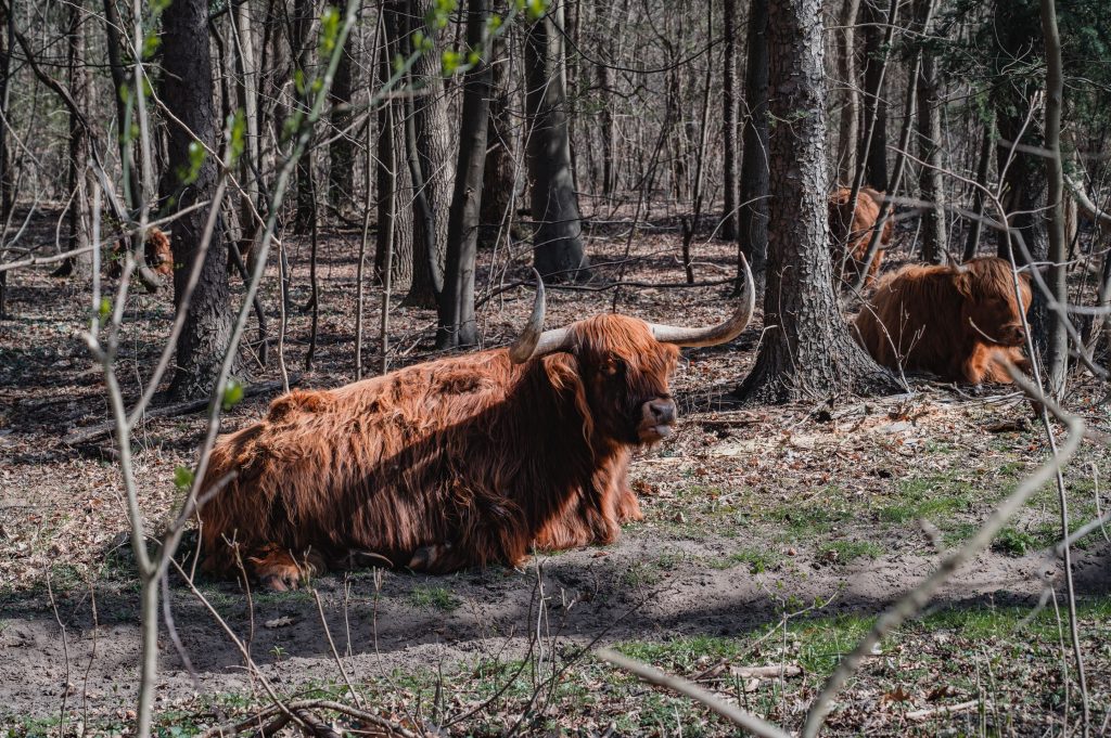 Schotse hooglander steekt tong uit