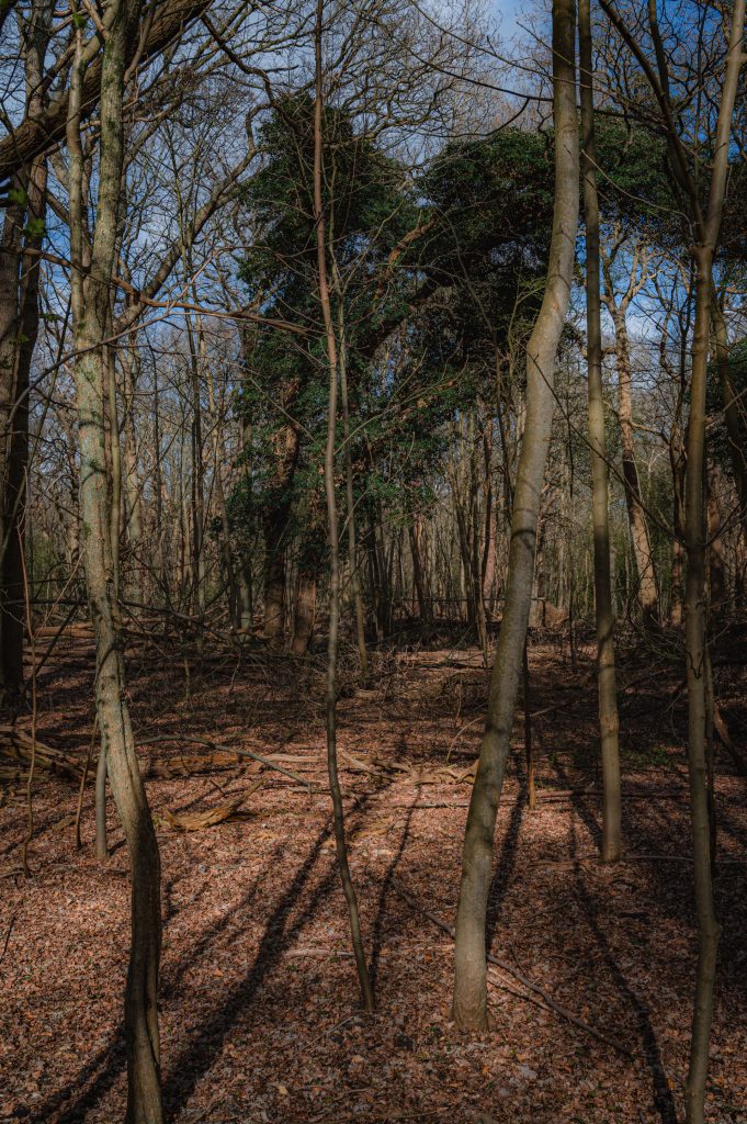 Zonnetje tussen de bomen door