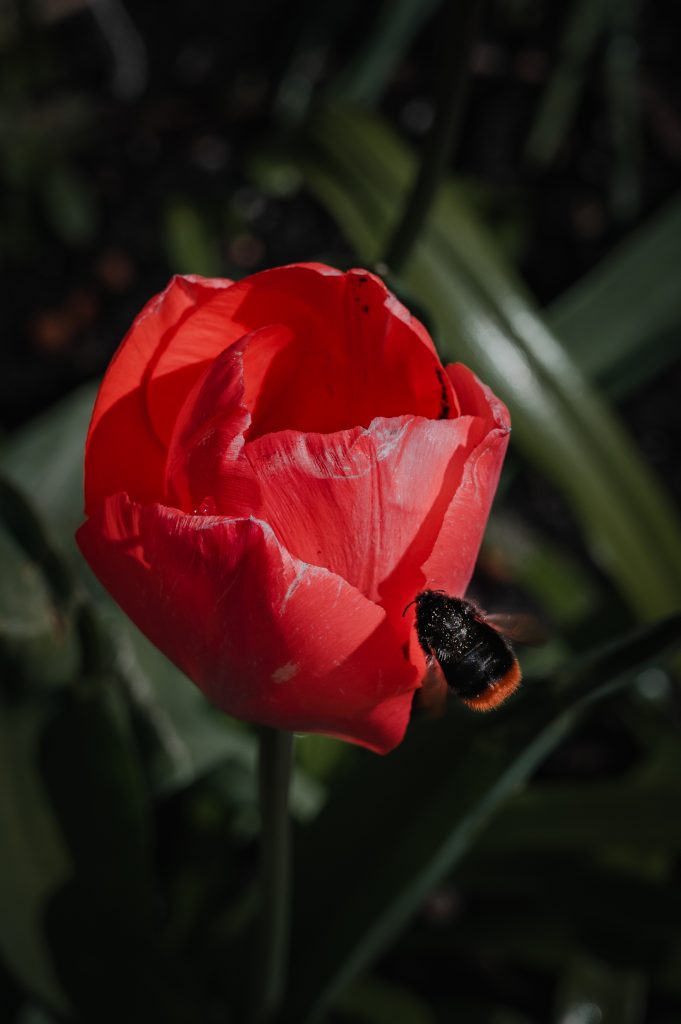 Tulp met hommel