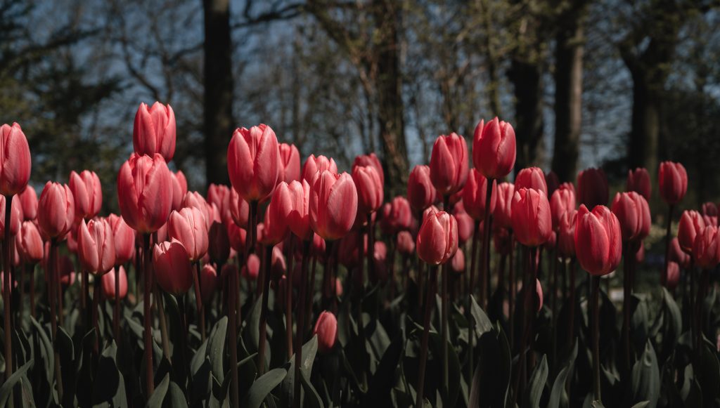 Roze tulpen panorama