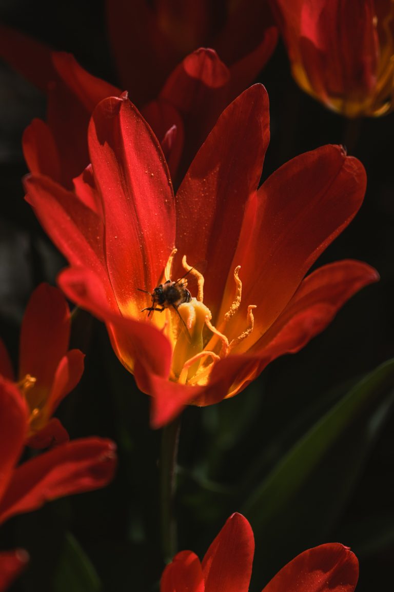 Rode bloem met wesp en stuifmeel