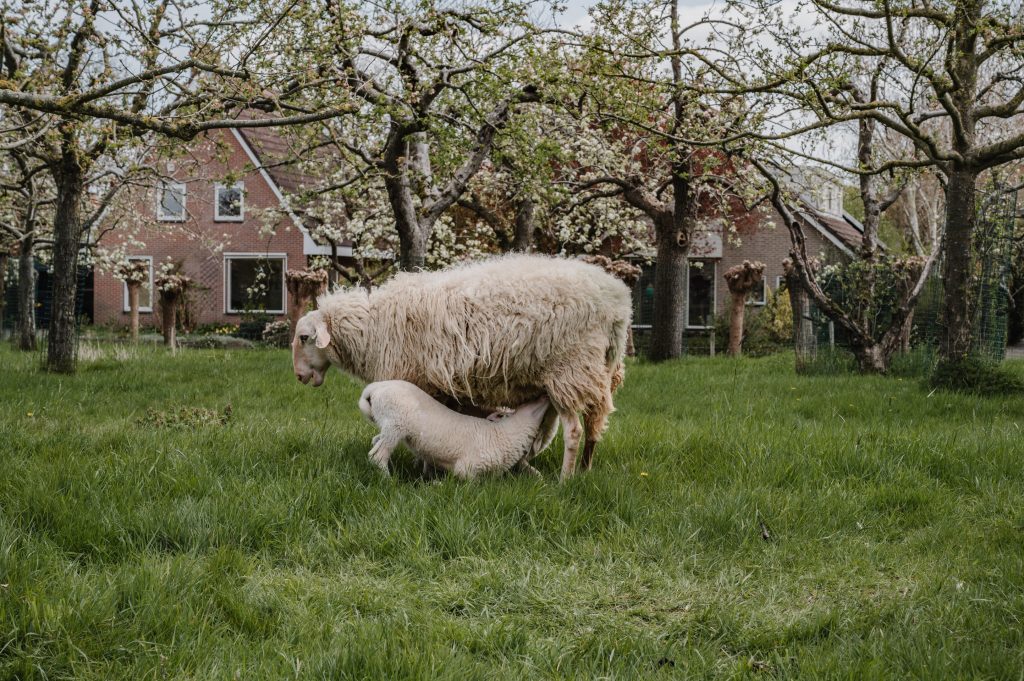 Lammetje drinkt