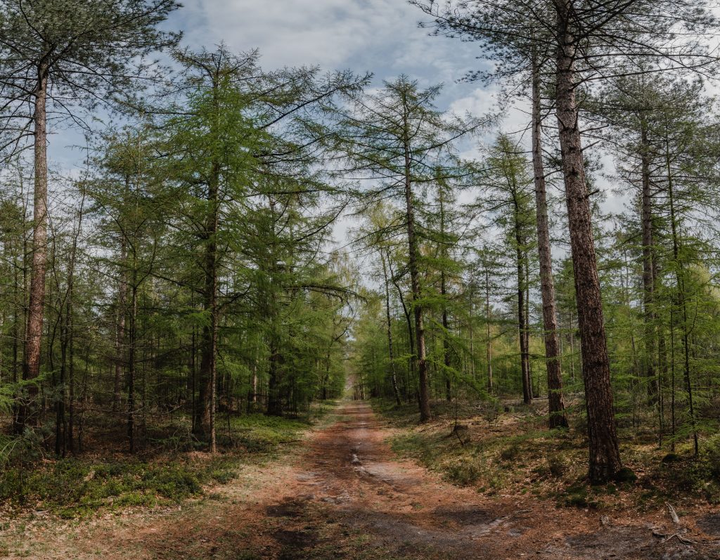 Panorama bomen laan