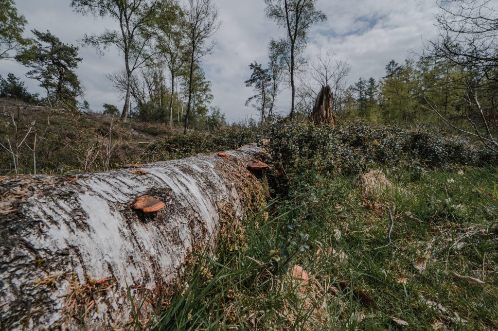 Een omgevallen berkenboom met paddestoelen