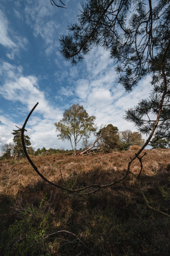 Berkenboom in bloei met tak op voorgrond