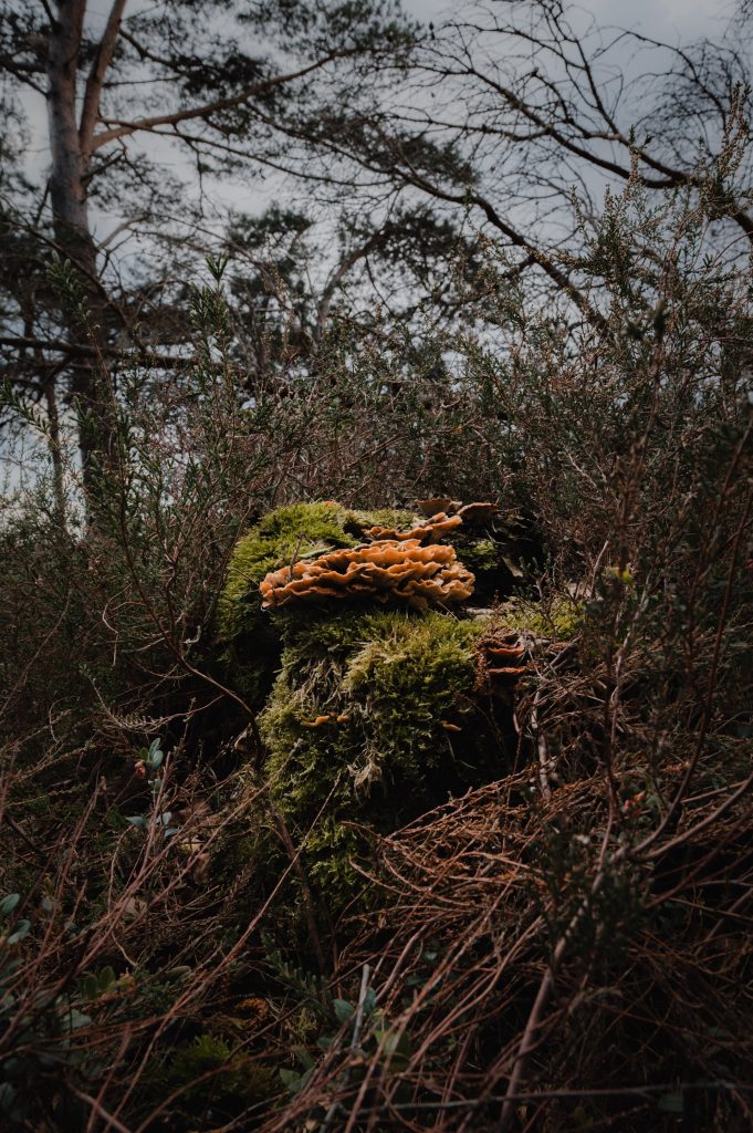 paddestoel tussen het bos